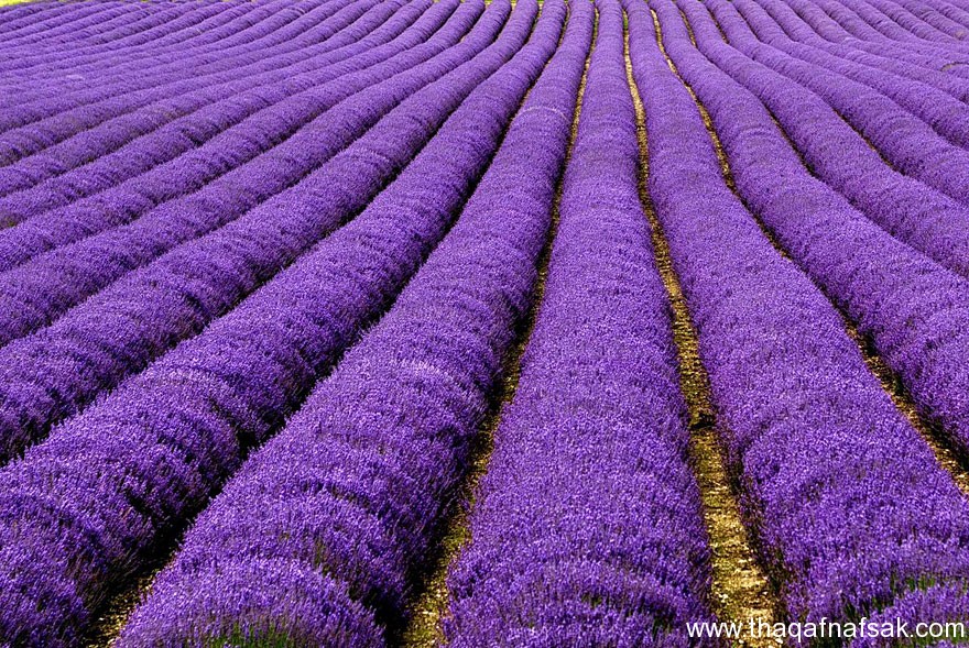 عالمنا . ثقف نفسك 199