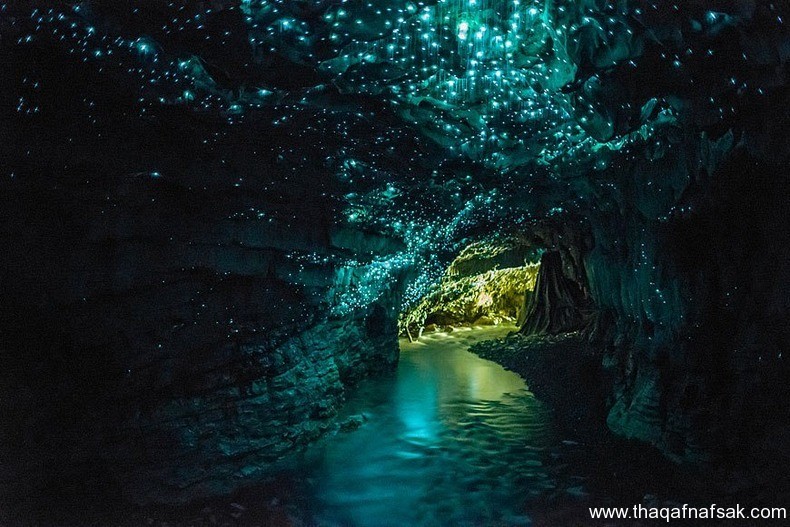 كهف سراج الليل في نيوزيلندا Waitomo Glowworm كهف سراج الليل ، ثقف نفسك 1 كهف سراج الليل في نيوزيلندا Waitomo Glowworm