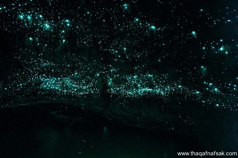 كهف سراج الليل في نيوزيلندا Waitomo Glowworm كهف سراج الليل ، ثقف نفسك 2 كهف سراج الليل في نيوزيلندا Waitomo Glowworm