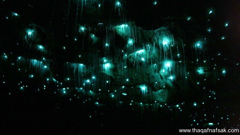 كهف سراج الليل ، ثقف نفسك 3 كهف سراج الليل في نيوزيلندا Waitomo Glowworm