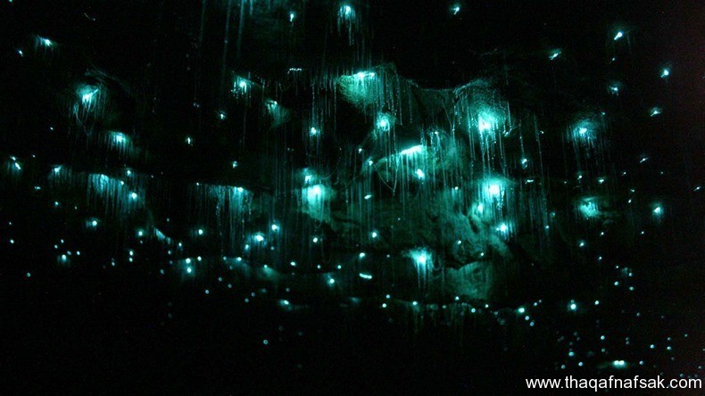 كهف سراج الليل في نيوزيلندا Waitomo Glowworm كهف سراج الليل ، ثقف نفسك 3 كهف سراج الليل في نيوزيلندا Waitomo Glowworm