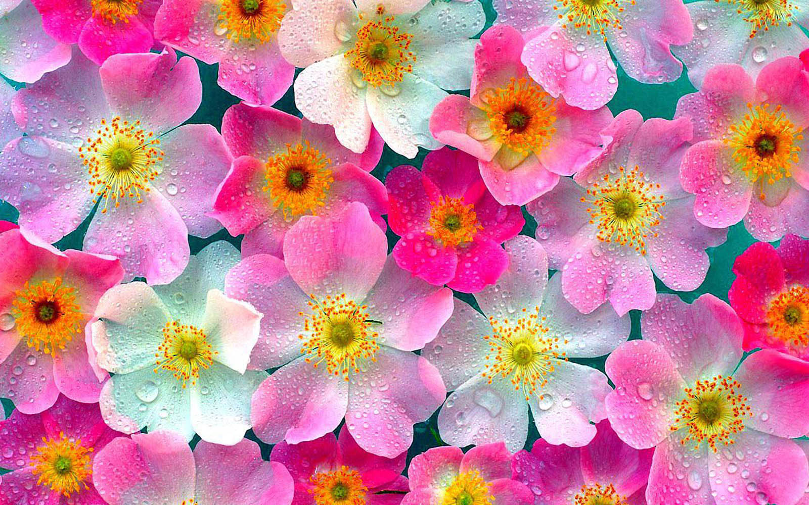      Flowers-Background-P