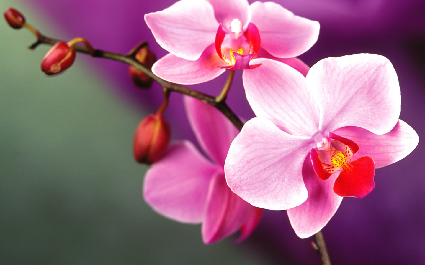      Orchid-flowers-35255