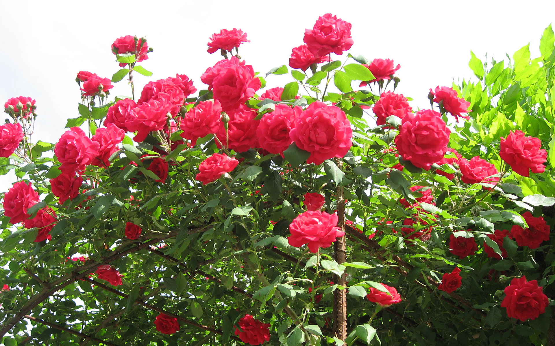      Red-Roses-Flower-Wal