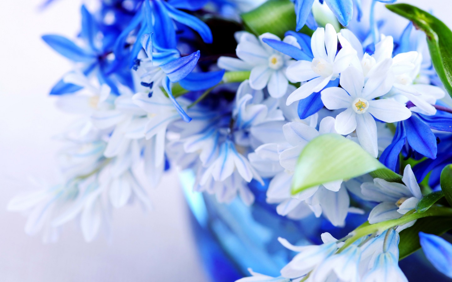      White-Blue-Flowers-f