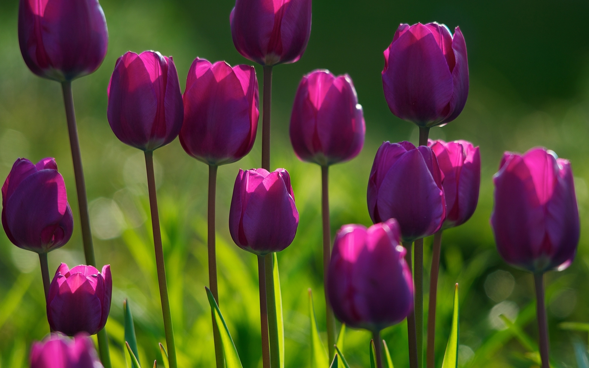      spring_purple_tulips