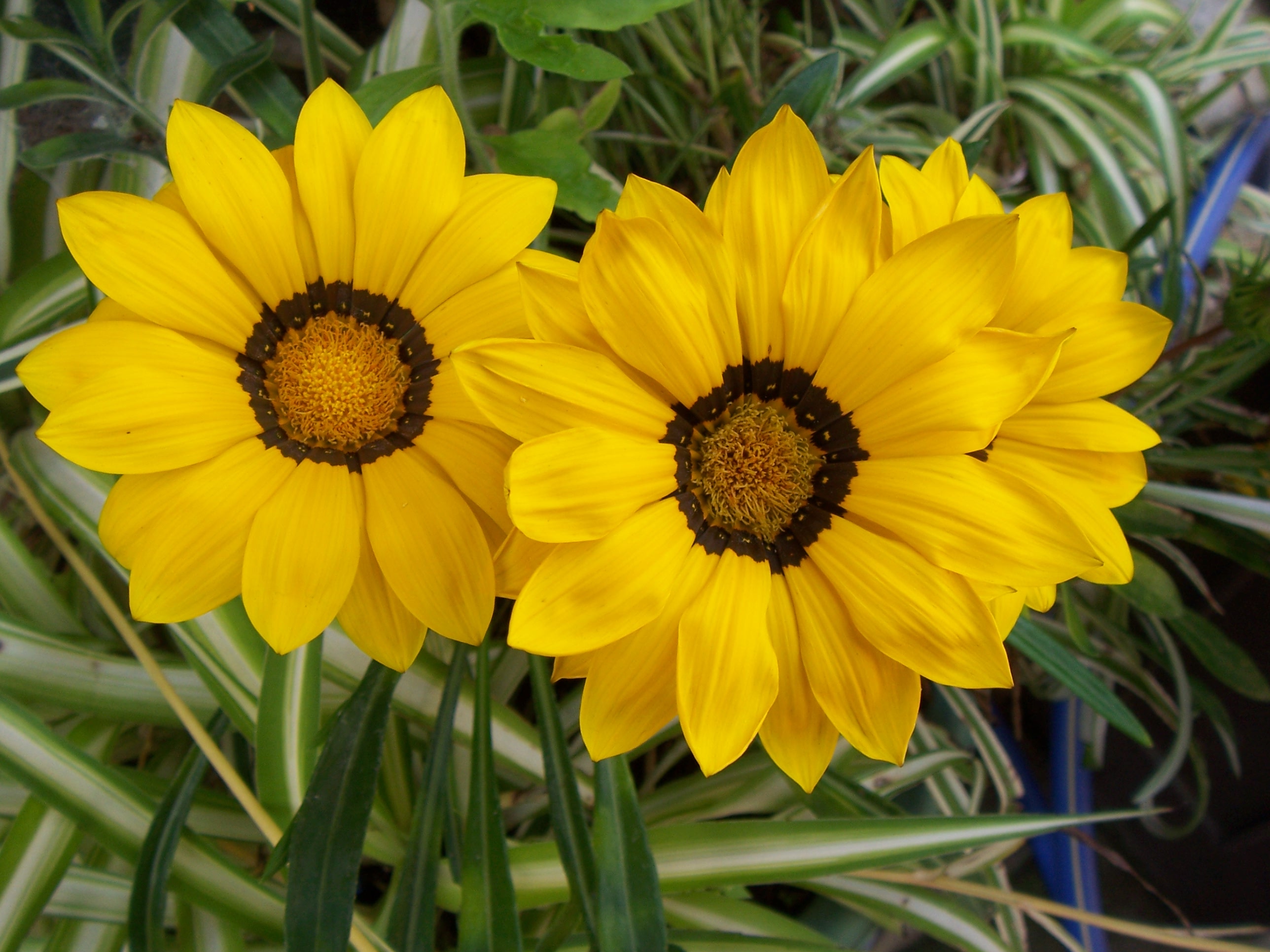      yellow_flowers.jpg