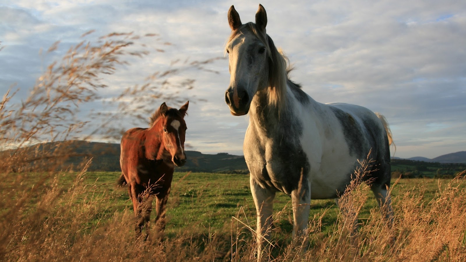 Wallpaper horses