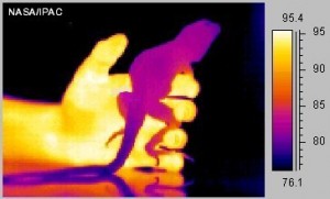 ذوات الدم الحار وذوات الدم البارد