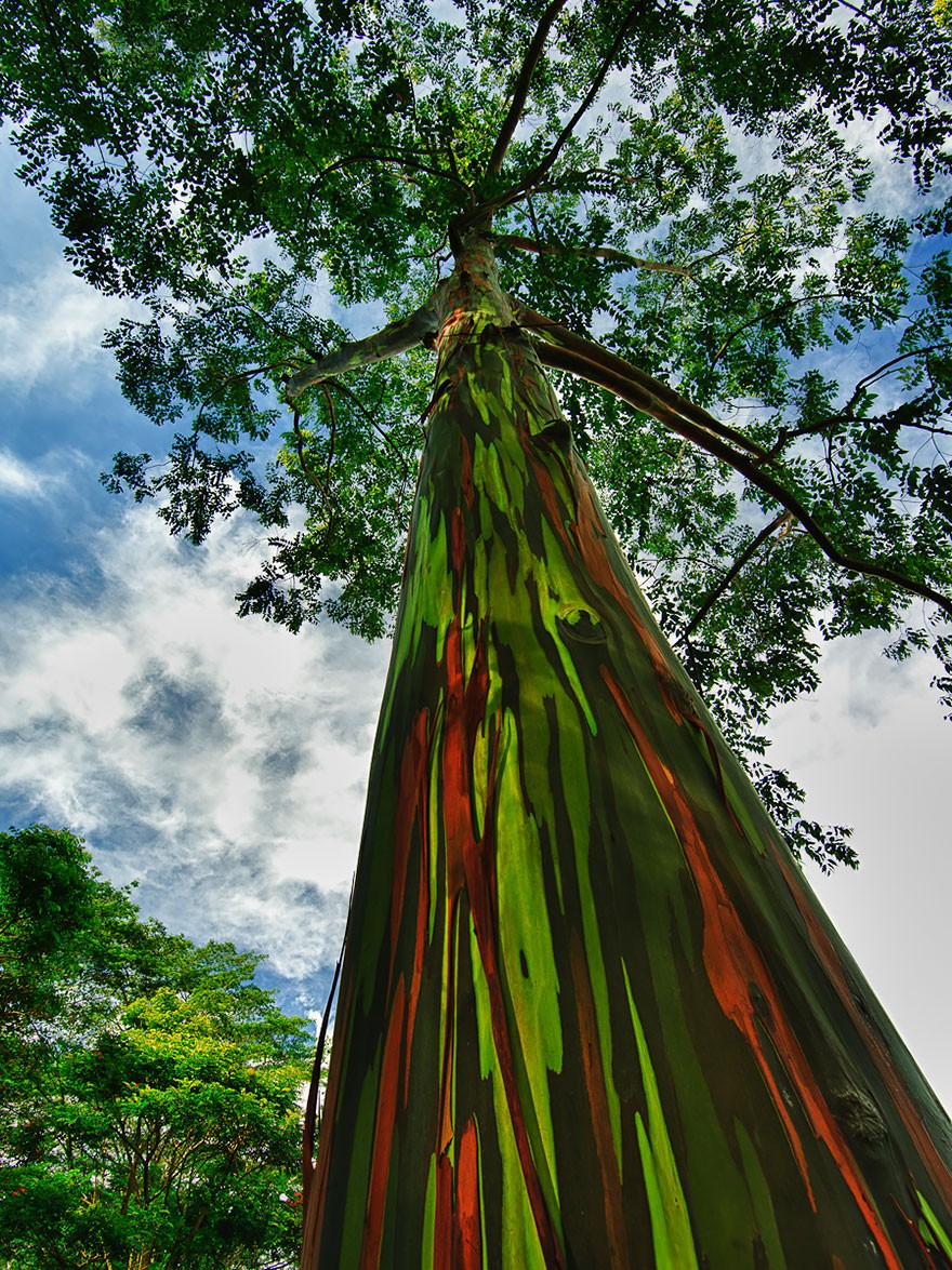 تصفح بالصور أجمل الأشجار المذهلة حول العالم 13
