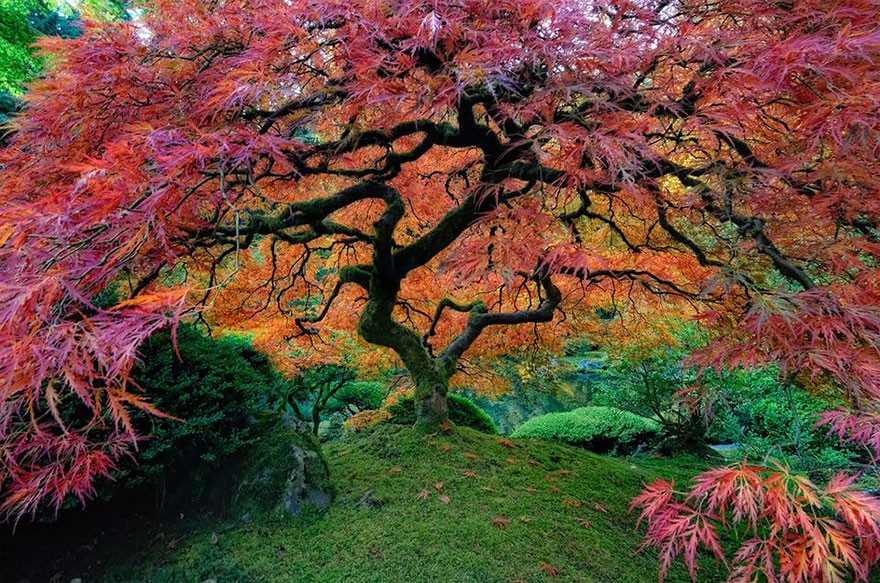 تصفح بالصور أجمل الأشجار المذهلة حول العالم 4