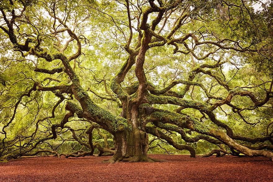 تصفح بالصور أجمل الأشجار المذهلة حول العالم 7