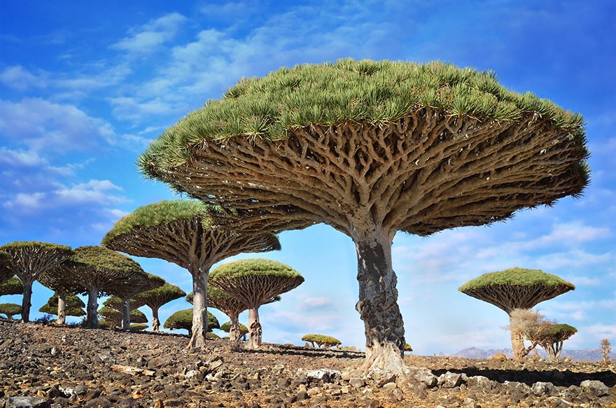 تصفح بالصور أجمل الأشجار المذهلة حول العالم 9