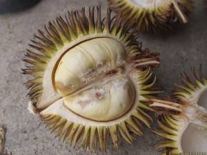 فاكهة الدوريان