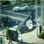 ابل ترفع علم القراصنة فوق المقر الرئيسي، ثقف نفسك 3