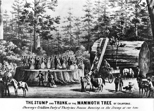 %d8%b4%d8%ac%d8%b1%d8%a9-%d8%a7%d9%84%d8%b3%d9%83%d9%88%d9%8a%d8%a9-%d8%a7%d9%84%d8%b9%d9%85%d9%84%d8%a7%d9%82%d8%a9%d8%8c-%d8%ab%d9%82%d9%81-%d9%86%d9%81%d8%b3%d9%83-1