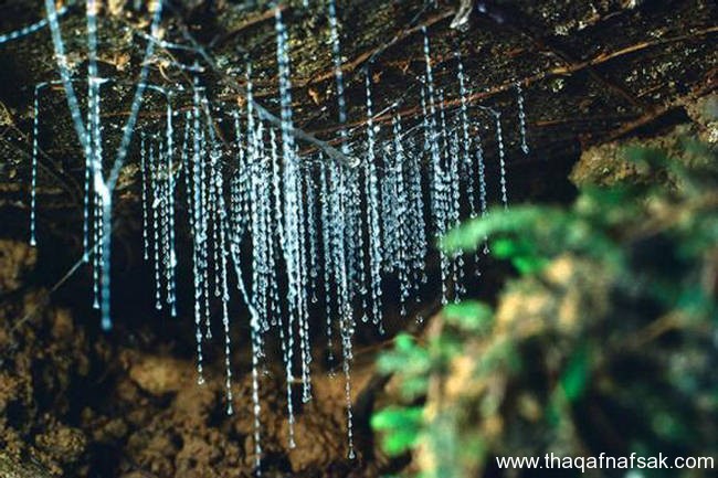 Glowworm caves in New Zealand كهف سراج الليل في نيوزيلندا Waitomo Glowworm