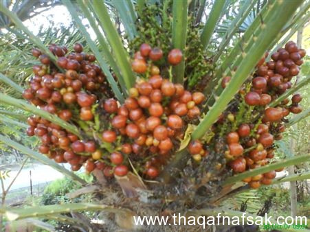 نقره لتكبير أو تصغير الصورة ونقرتين لعرض الصورة في صفحة مستقلة بحجمها الطبيعي