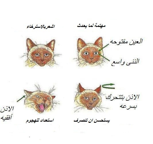 www.thaqafnafsak.com لغة القطط