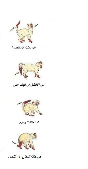 لغة القطط www.thaqafnafsak.com