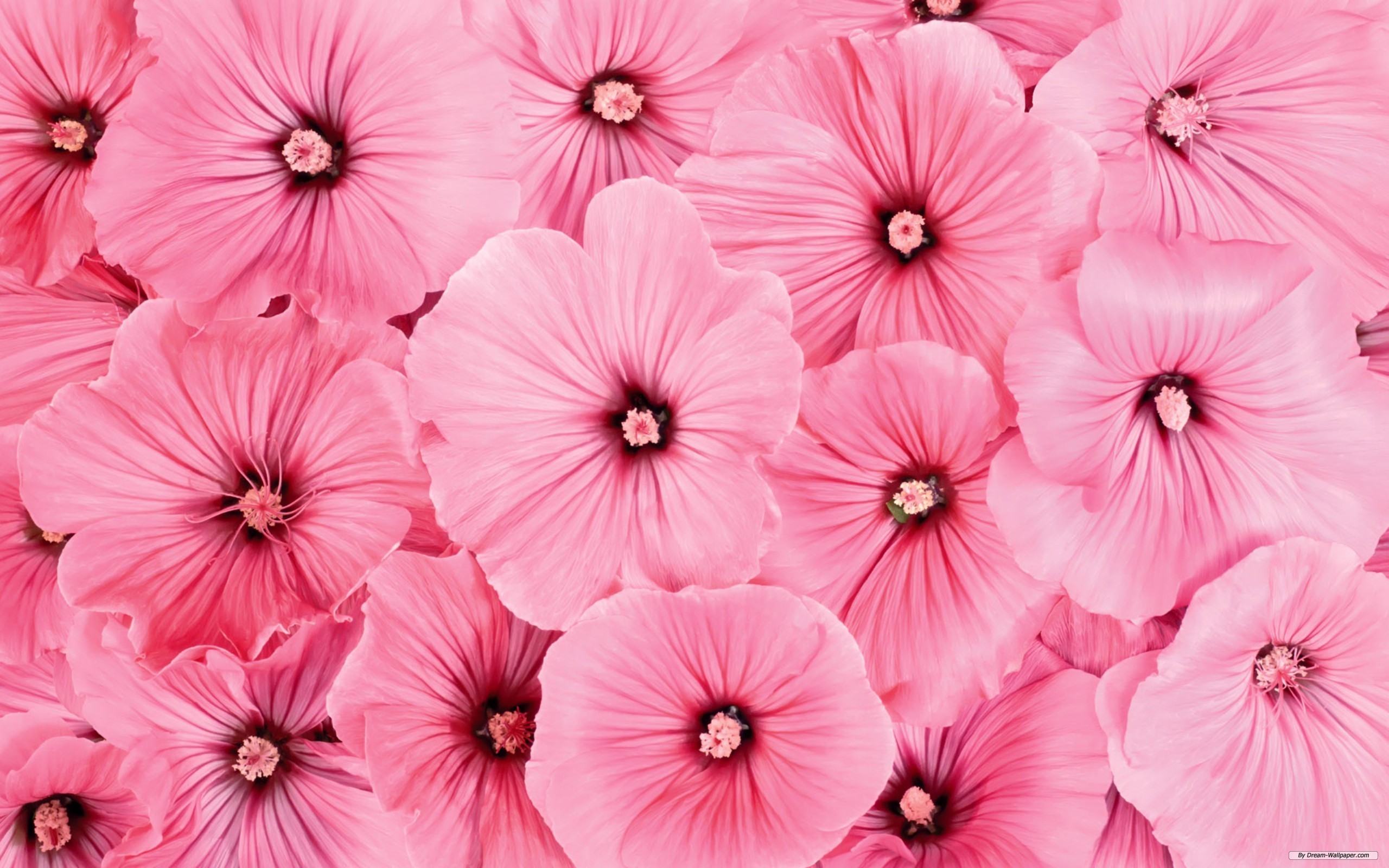14222Pink-wallpaper-and-pink-flowers-ivy