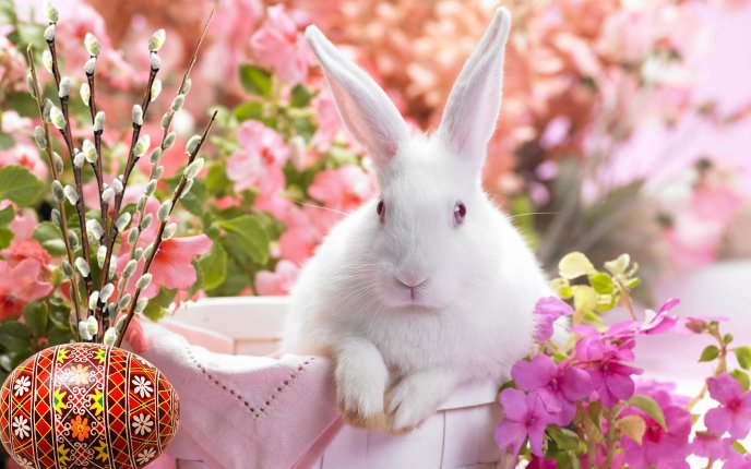 4472_White-little-rabbit-in-a-basket-Easter-HD-wallpaper