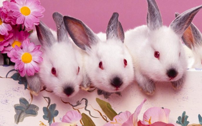 4478_Sweet-three-white-bunnies-with-gray-ears