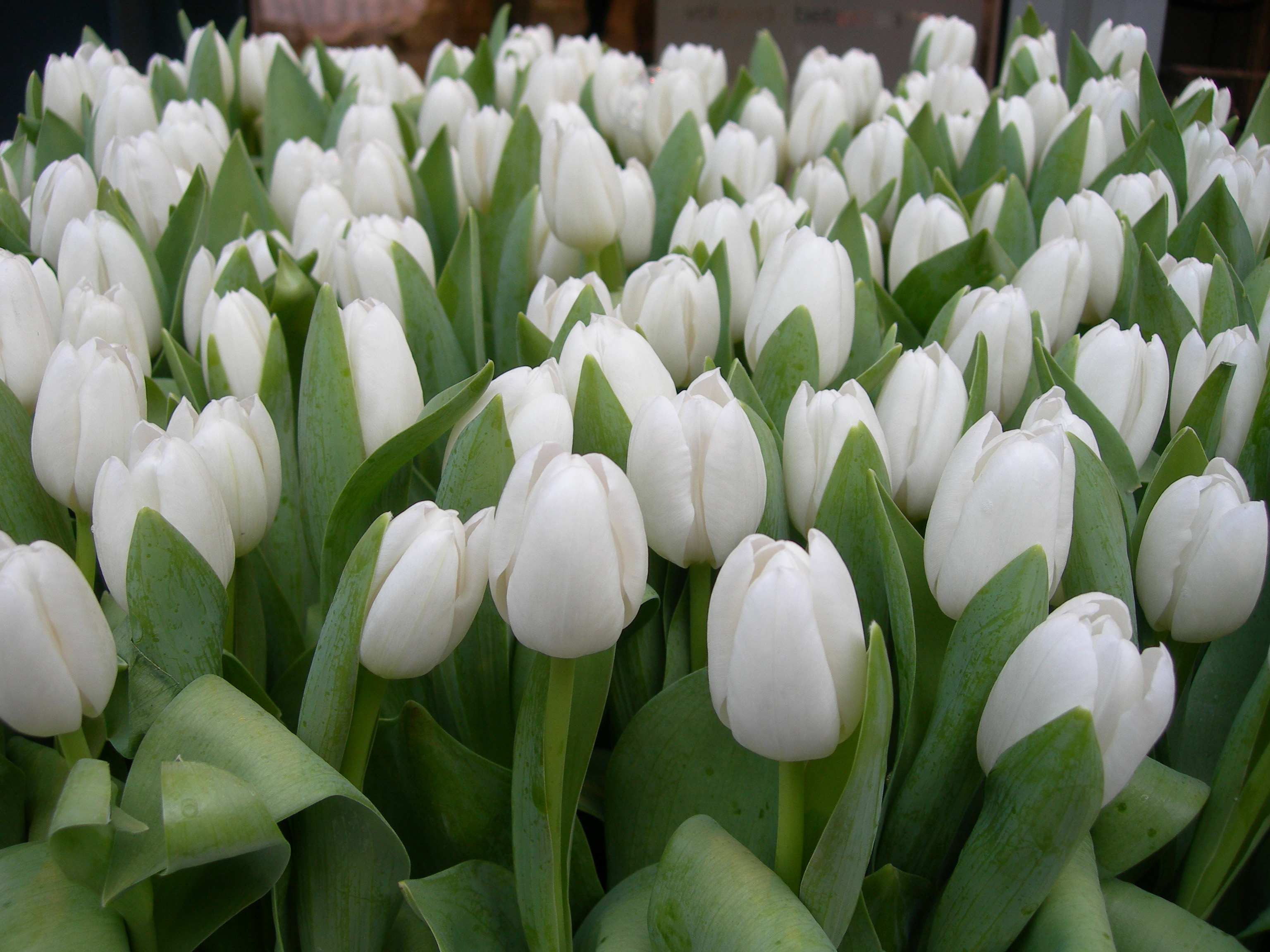 Cool-White-Tulips-Field-Free-Desktop-Pictures
