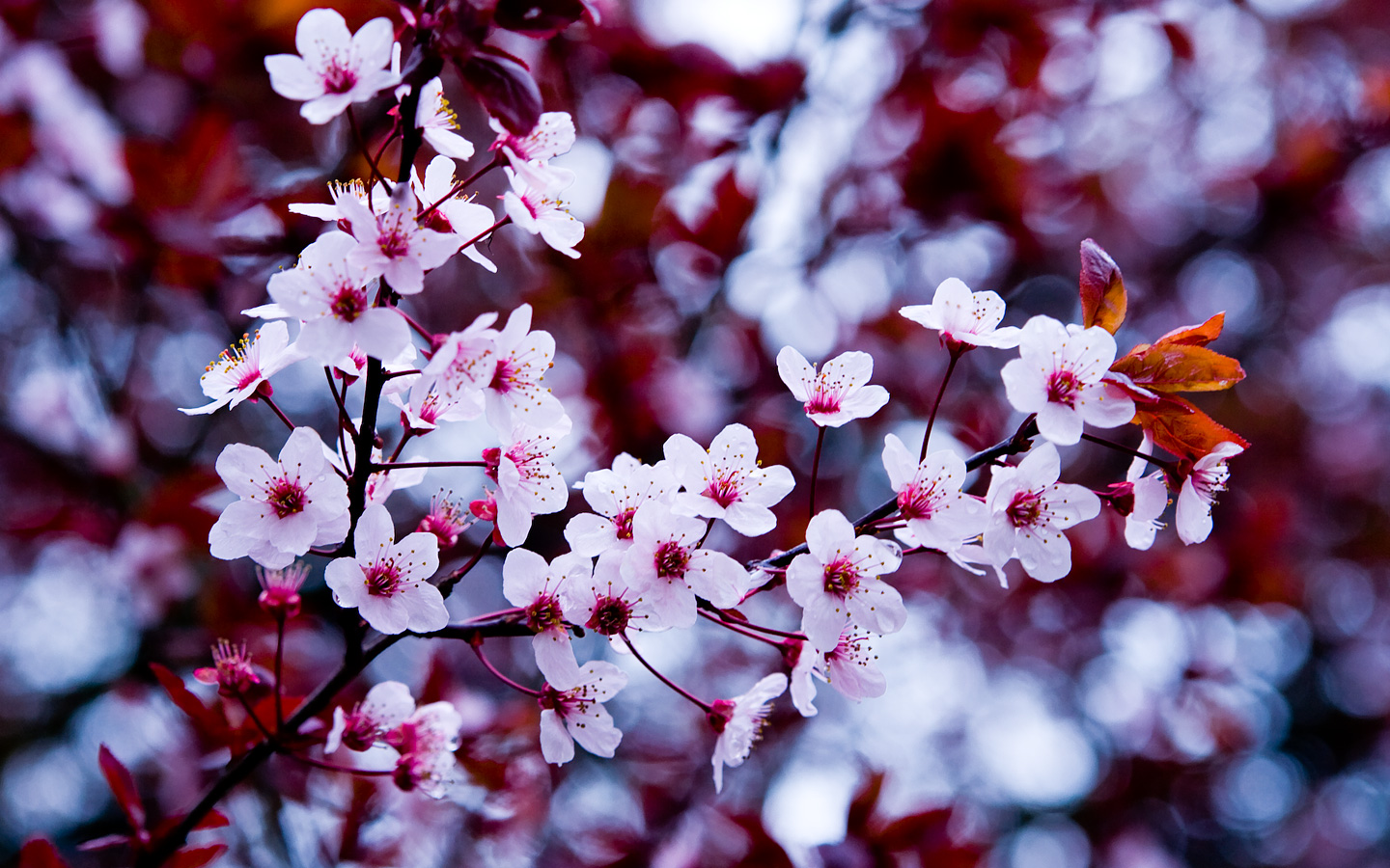 HD-Spring-Flowers-Wallpaper