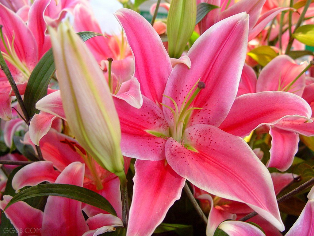 Peach Lily Flowers Wallpapers 5