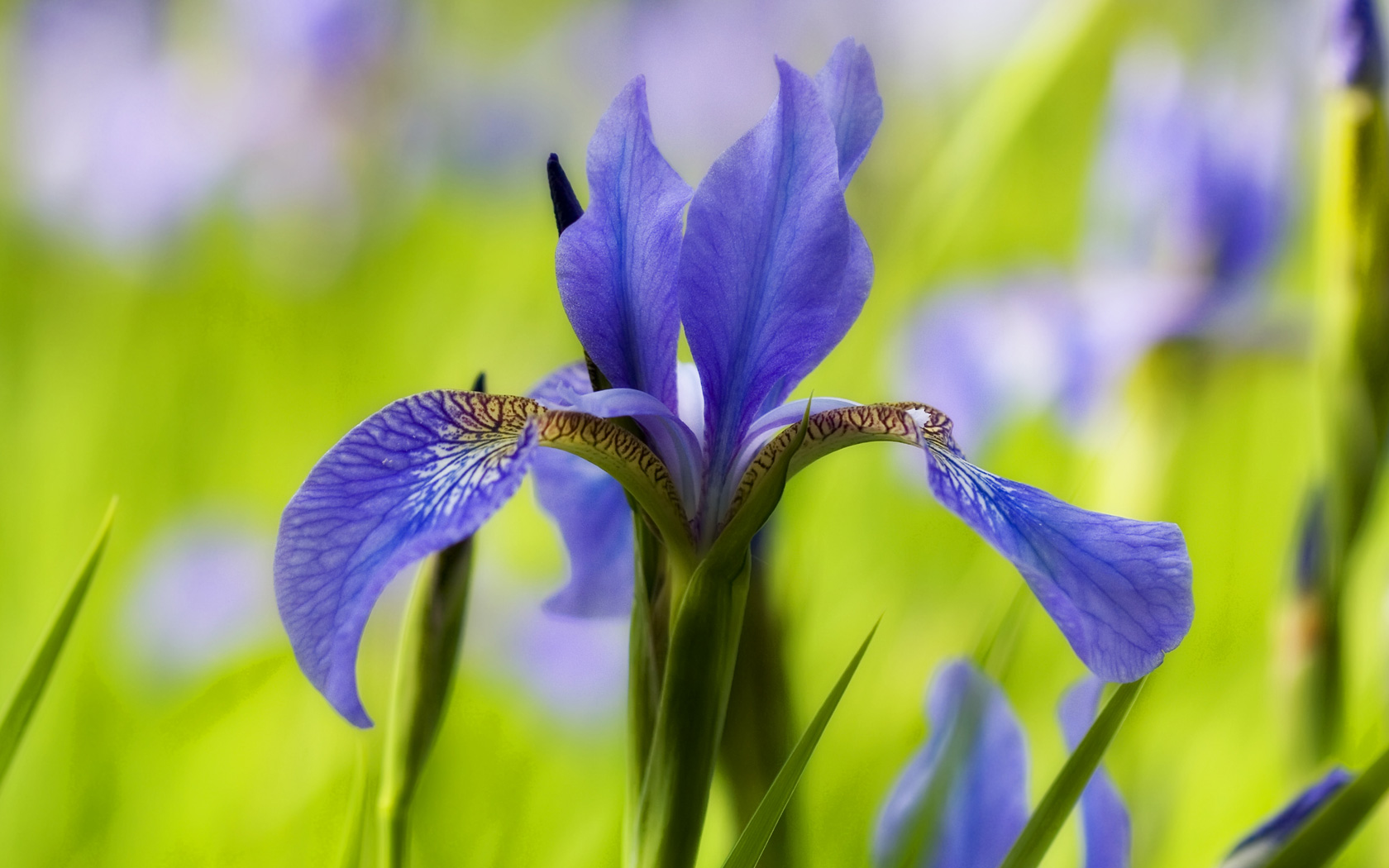 pictures-of-iris-flowers-hd