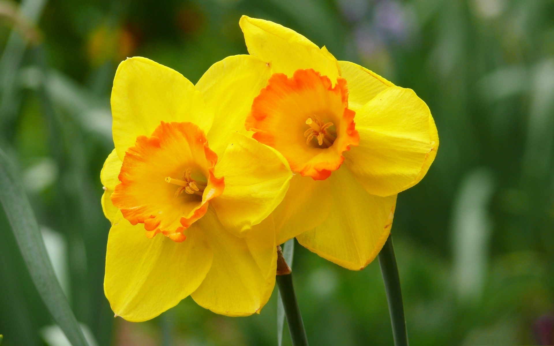 yellow-daffodils-hd