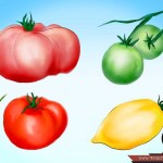 بالصور خطوة بخطوة طريقة زراعة بذور الطماطم وكيف يمكنك القيام بزراعتها %D9%A2-150x150