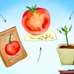 بالصور خطوة بخطوة طريقة زراعة بذور الطماطم وكيف يمكنك القيام بزراعتها %D9%A3-150x150