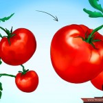 بالصور خطوة بخطوة طريقة زراعة بذور الطماطم وكيف يمكنك القيام بزراعتها %D9%A5-150x150