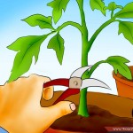 بالصور خطوة بخطوة طريقة زراعة بذور الطماطم وكيف يمكنك القيام بزراعتها 23-150x150