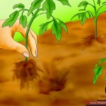 بالصور خطوة بخطوة طريقة زراعة بذور الطماطم وكيف يمكنك القيام بزراعتها 28-150x150