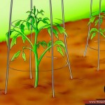 بالصور خطوة بخطوة طريقة زراعة بذور الطماطم وكيف يمكنك القيام بزراعتها 29-150x150