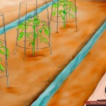 بالصور خطوة بخطوة طريقة زراعة بذور الطماطم وكيف يمكنك القيام بزراعتها 30-150x150