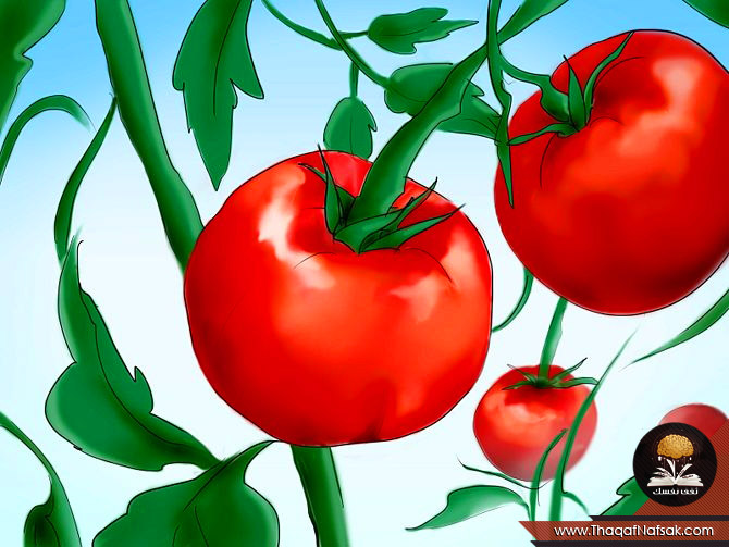 زراعة بذور الطماطم