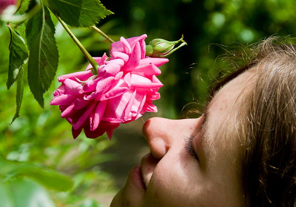فوائد استنشاق رائحة الورد