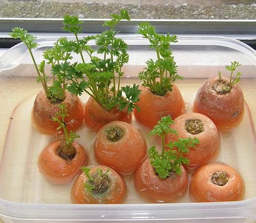 أنا موافق سلى مختلف  Agriculture Blog: زراعة البطاطا في البيت