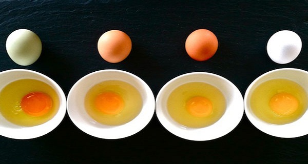 البيض الجيد والسيء.jpg 1