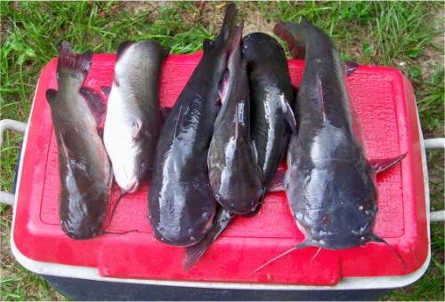 клев в магнитогорске. клев в магнитогорске. донской сазан. рыбалка в магнитогорске клуб рыбаки магнитки. платные пруды для рыбалки в башкирии.