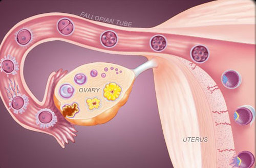 10 علامات تخبرك بأنك تعاني من العقم عند النساء. تثقيف نفسك