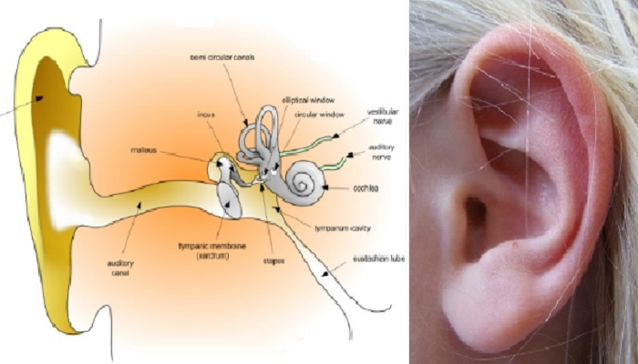 علاج إنسداد الأذن 19 طريقة طبيعية ثقف نفسك