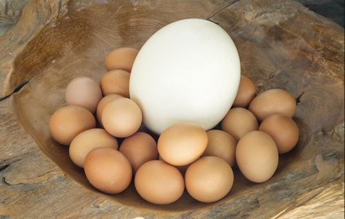 فوائد بيض النعام