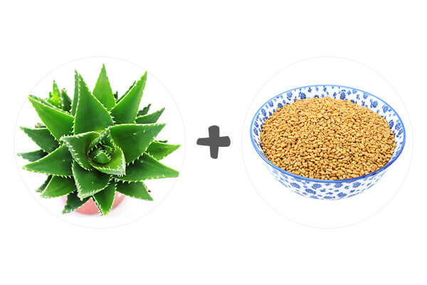 Intensify hair with aloe vera and fenugreek
