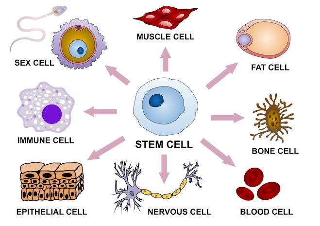 قدرة الخلايا الجذعية على التحول لأي نوع من الخلايا