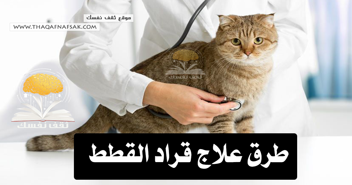 طرق علاج قراد القطط